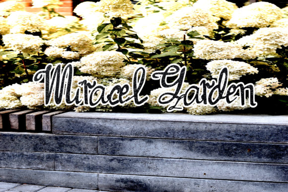 Miracel Garden: A Flowing Typeface for Polished Branding